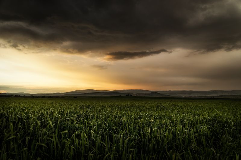 sunset , field , spring , corn , storm , landscape Corn Fieldphoto preview