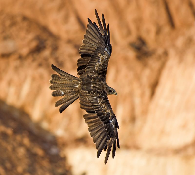 косит недобрым глазомphoto preview