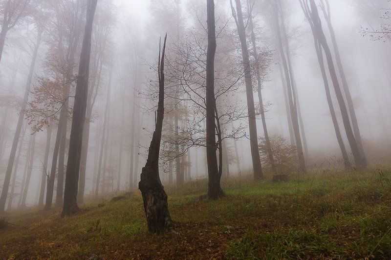 Туманныйphoto preview