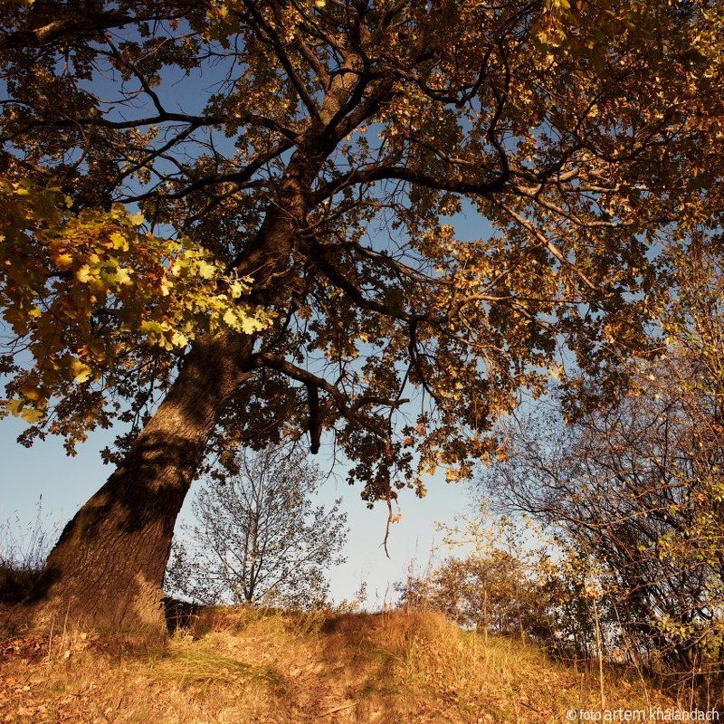 беларусь Дуб приглашает в осеньphoto preview