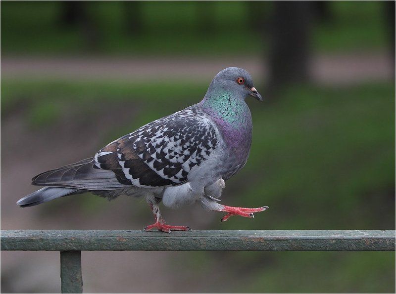 шире шагphoto preview