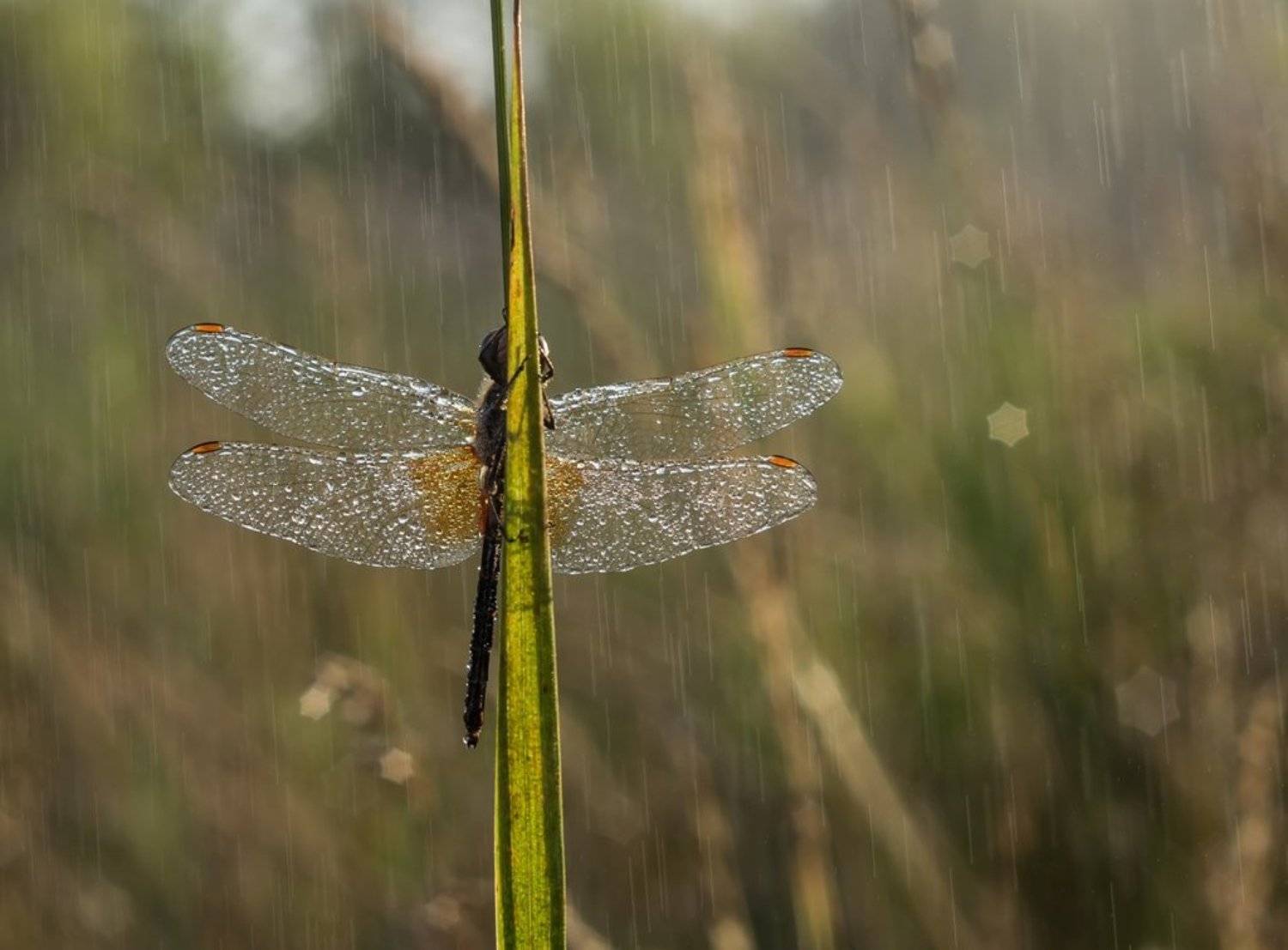 Хрустальная.. Автор: Germanic , Germanic