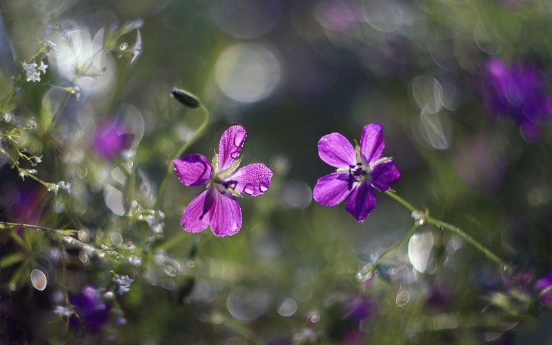 утро , цветы , роса Геранька )photo preview