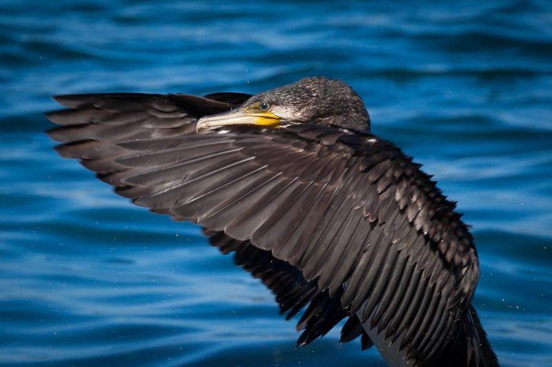 птица, фото, баклан, природа, животные, крыло, море Откуда берется ветерphoto preview