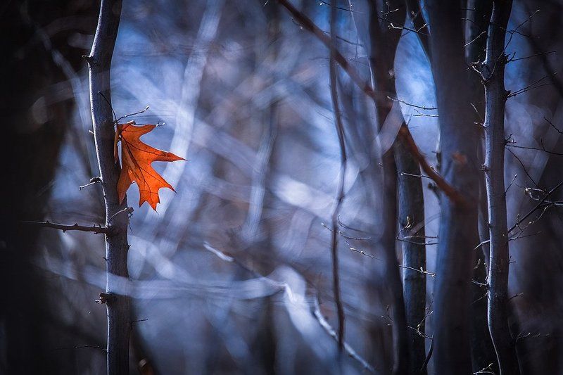 Я как осенний лист,лечу куда лишь ветер знает...photo preview