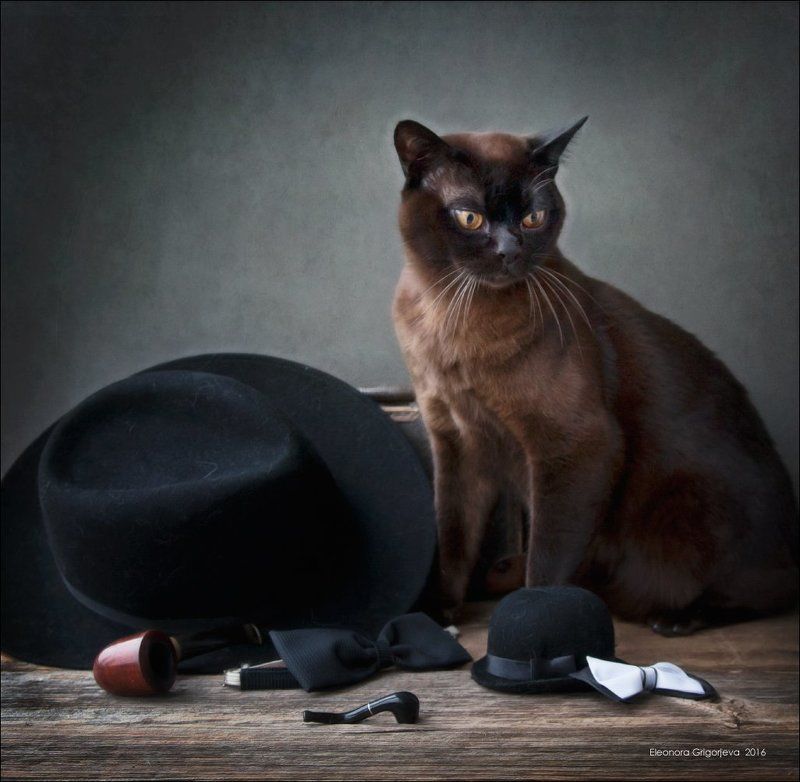 бурма, галстук-бабочка, гортензия, кот, натюркотики, танго, трубка, шляпа Смуглый мачоphoto preview