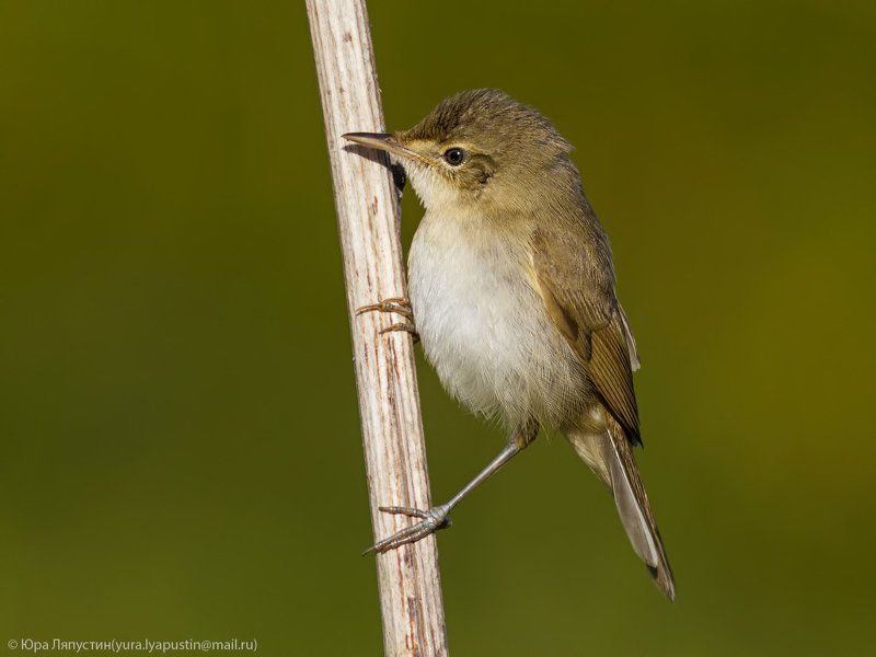 камышевка, ***photo preview