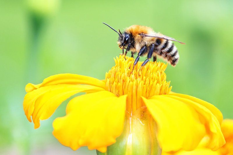 К взлету готова!photo preview