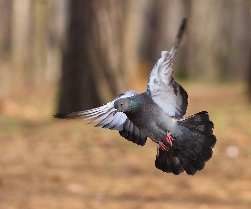 в полётеphoto preview