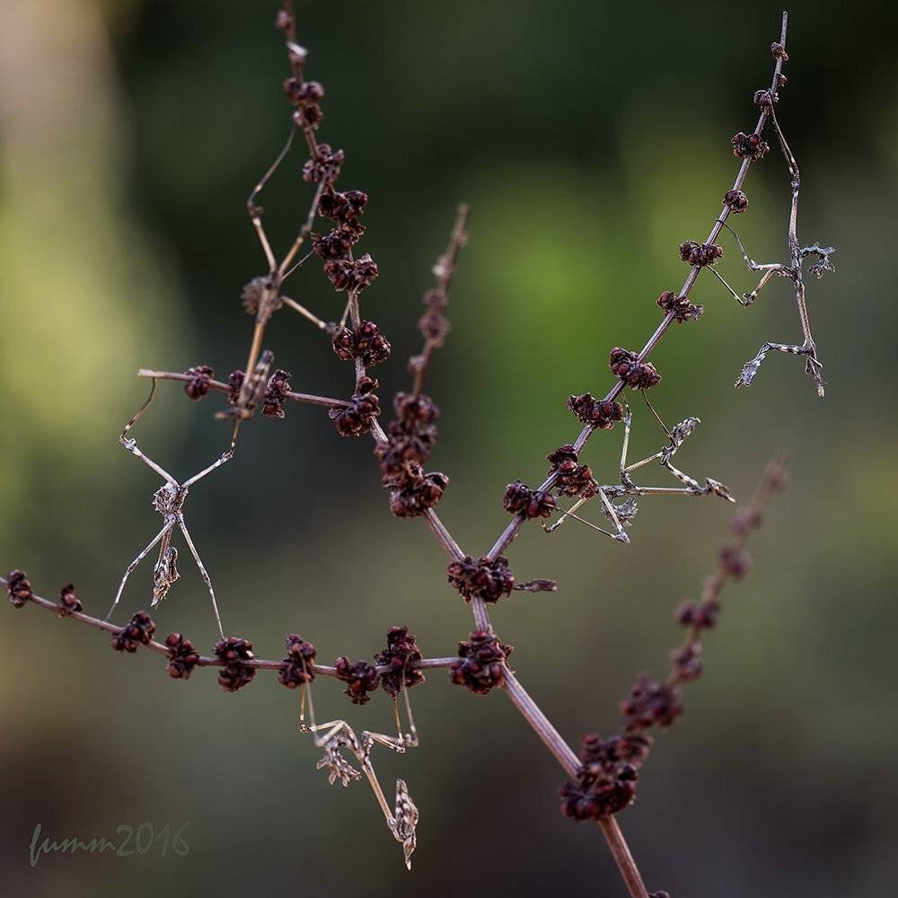 , Игорь ФУММ