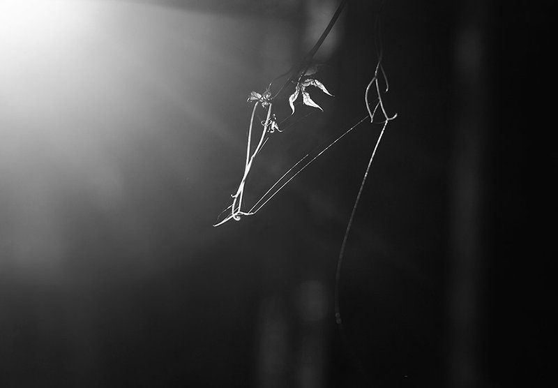 Чёрно-белая осеньphoto preview