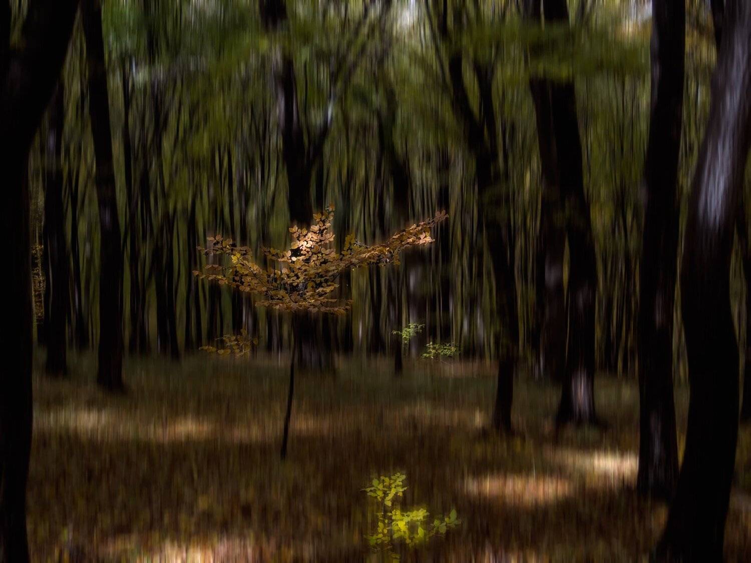 , Димитър Стоянов