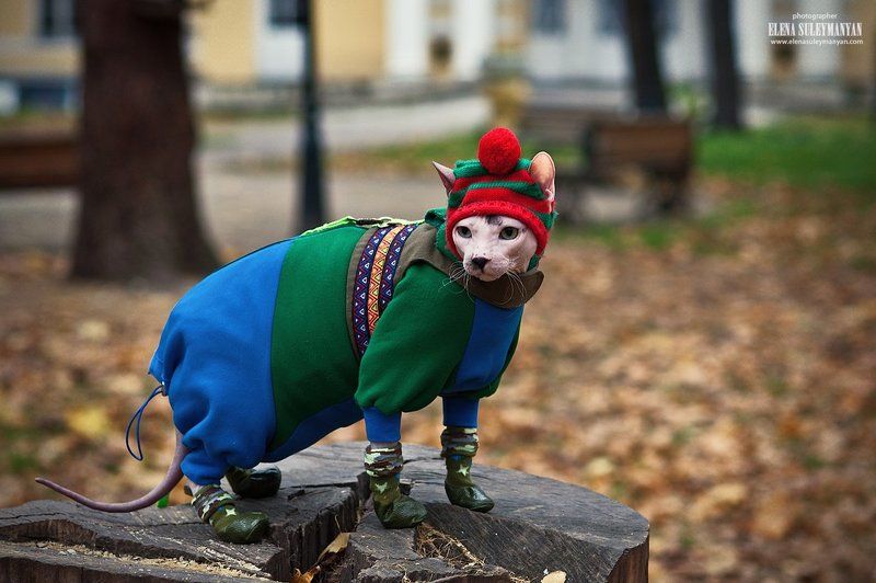 Кот в сапогах ))photo preview