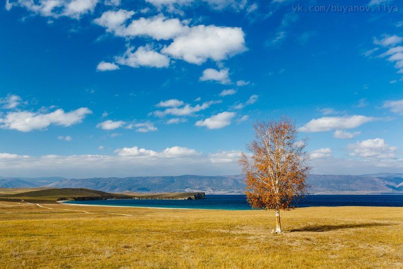 Единственная берёза на Ольхоне.photo preview