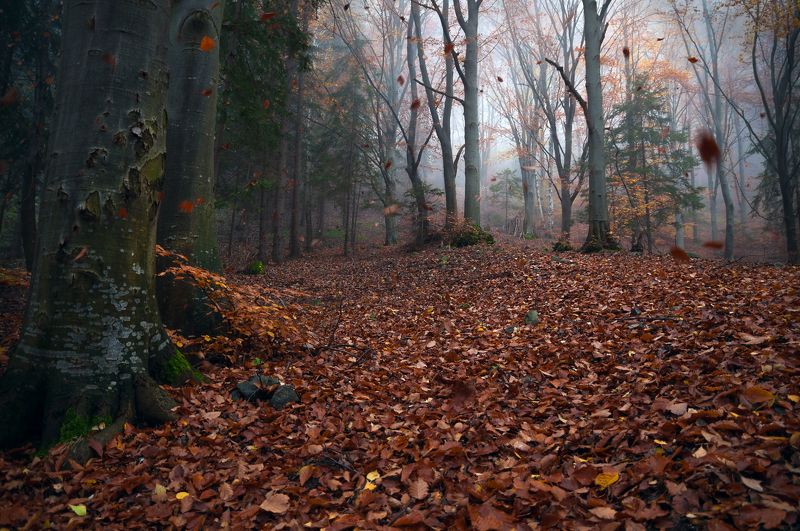 Листопадphoto preview