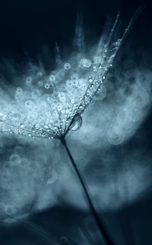 monochrome, macro, bokeh, dandelion, dandelion seed Bokeh Dandelionphoto preview