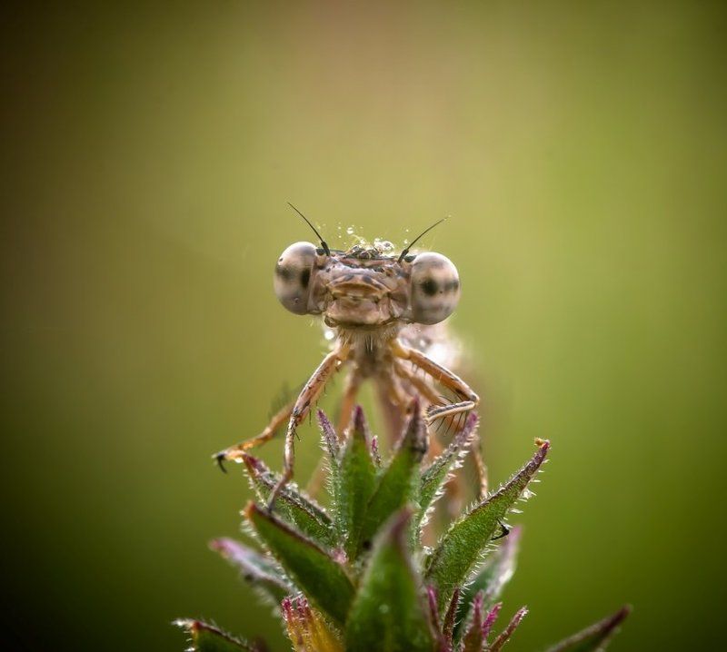Инопланетный гость.photo preview