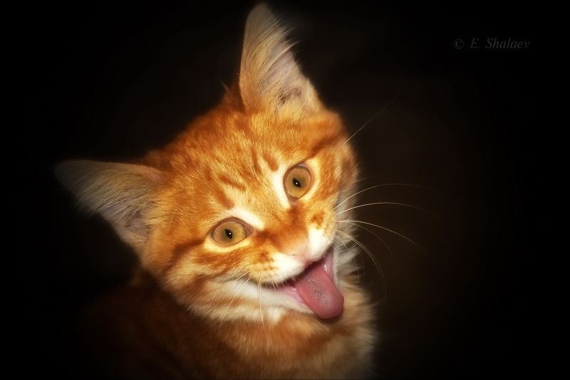 кот Котэйнштейнphoto preview