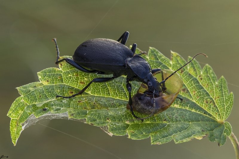 macro, makro, insect, wildlife, nature, Cychrus caraboidesphoto preview