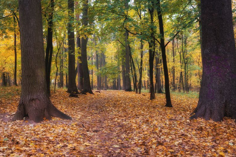 В осеннем паркеphoto preview