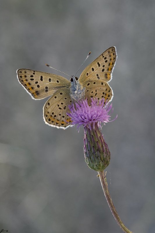 macro, makro, insect, wildlife, nature, butterfly, Lycaena tityrusphoto preview