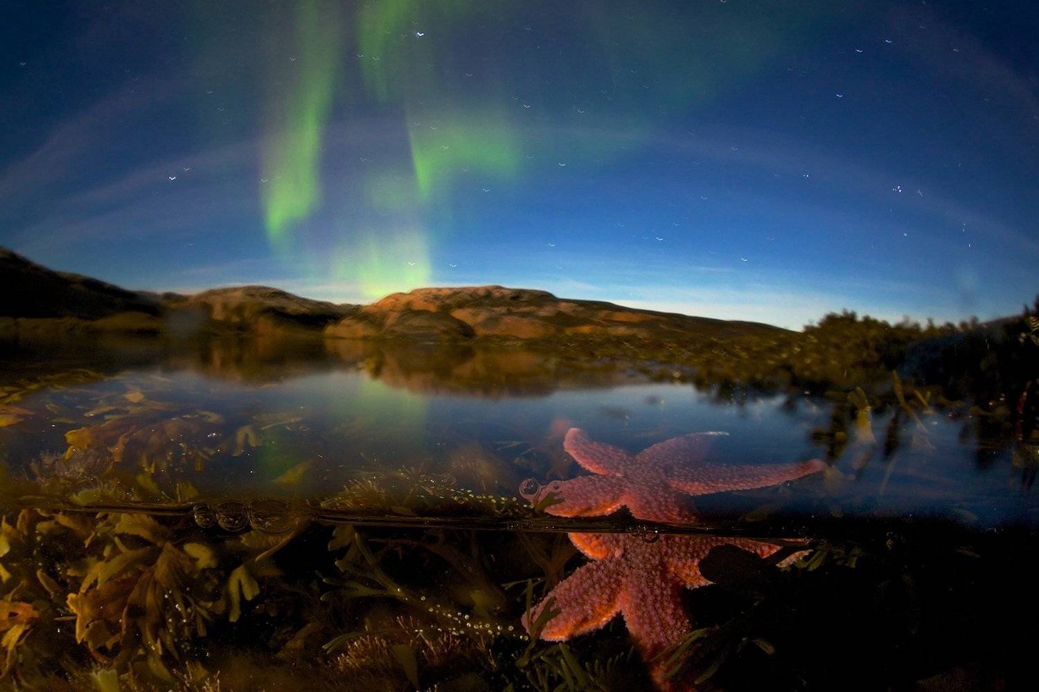 северный ледовитый океан звезда подводная съемка сплит полярное сияние звезды побережье водоросли, Никифоров Егор