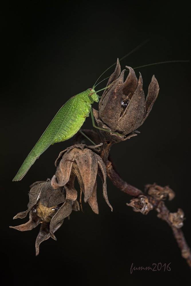 , Игорь ФУММ