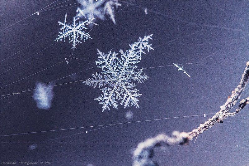 macro A Gift Of Enlightenment IVphoto preview