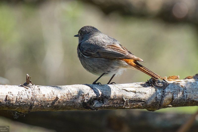 Birds, Phoenicurus ochruros, Female Phoenicurus ochruros. Femalephoto preview