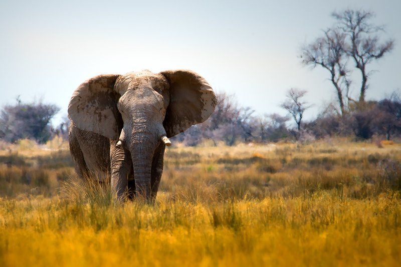 ETOSHA - NAMIBIA фото превью