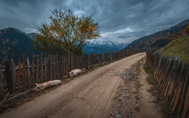 Горные свиньиphoto preview