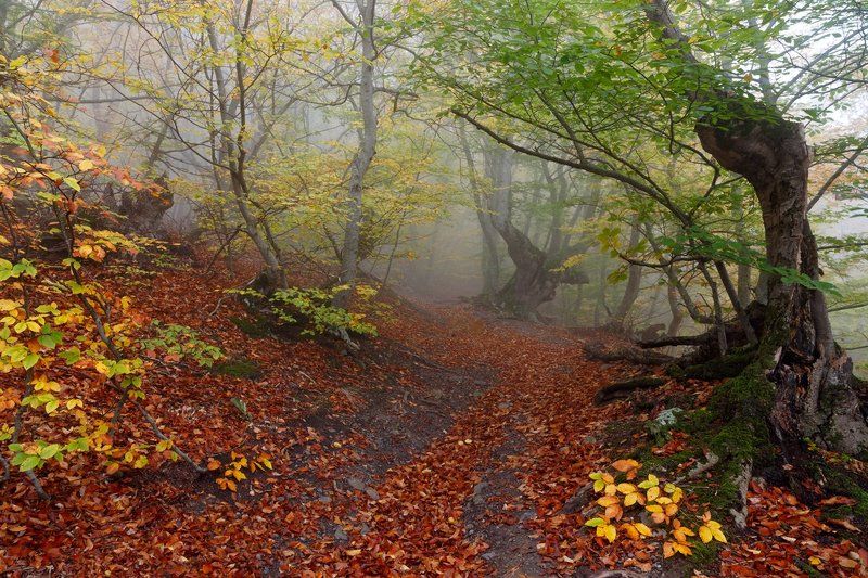 Октябрь нам дарил букеты...photo preview