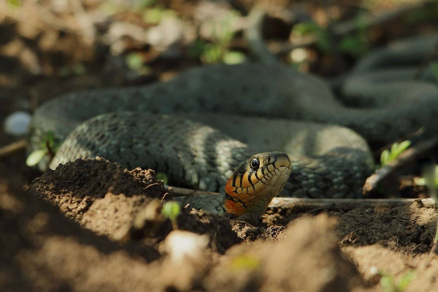 уж, обыкновенный, Роман Рысь
