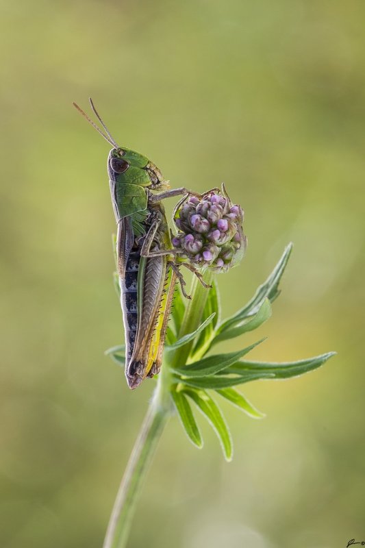 macro, makro, insect, wildlife, nature, ...photo preview
