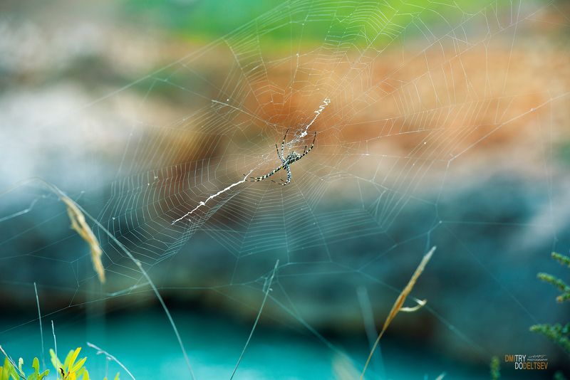 паутина, паук, природа, Майорка В ожидании...photo preview