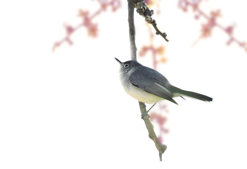 polioptilidae, птицы, дикая природа, комароловка По японским мотивамphoto preview