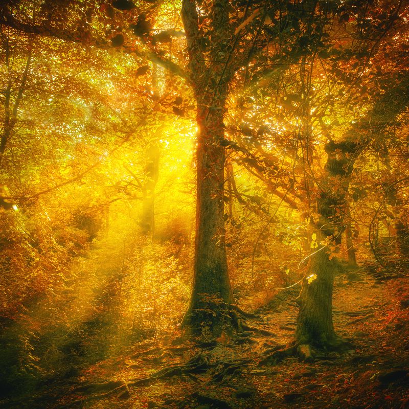 В поисках Солнца!photo preview