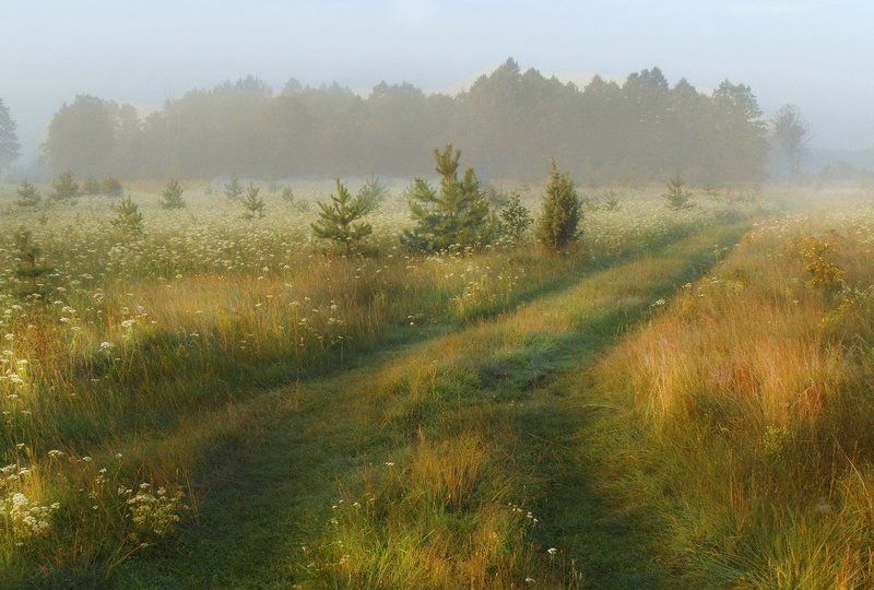 неман, луг, утро, солнце, туман На лугах Неманаphoto preview