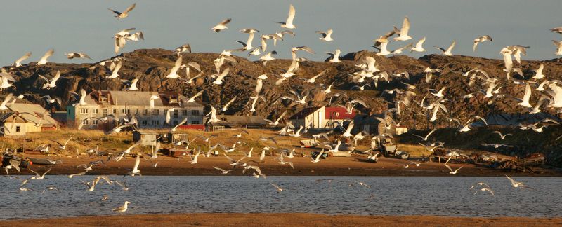 Териберка, чайки Рыбное местоphoto preview