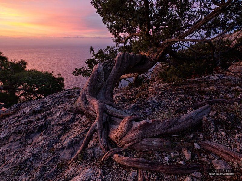 можжевельник, крым, новый свет Жить захочешь и не так раскорячишьсяphoto preview