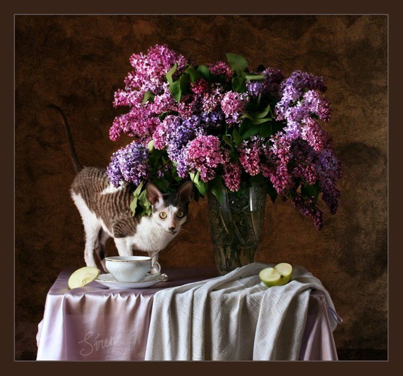 кошка и сирень В поисках счастья фото превью