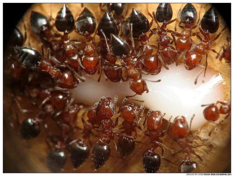 муравей, сгущенка Молочные рекиphoto preview