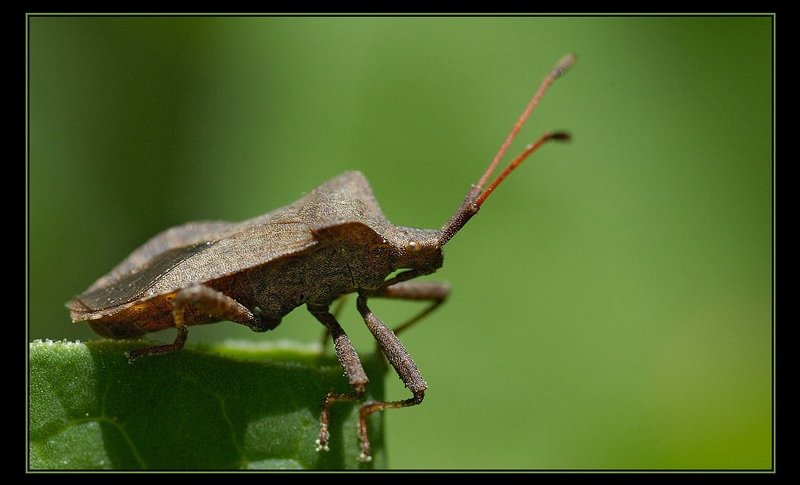 клоп Вонючка :))photo preview