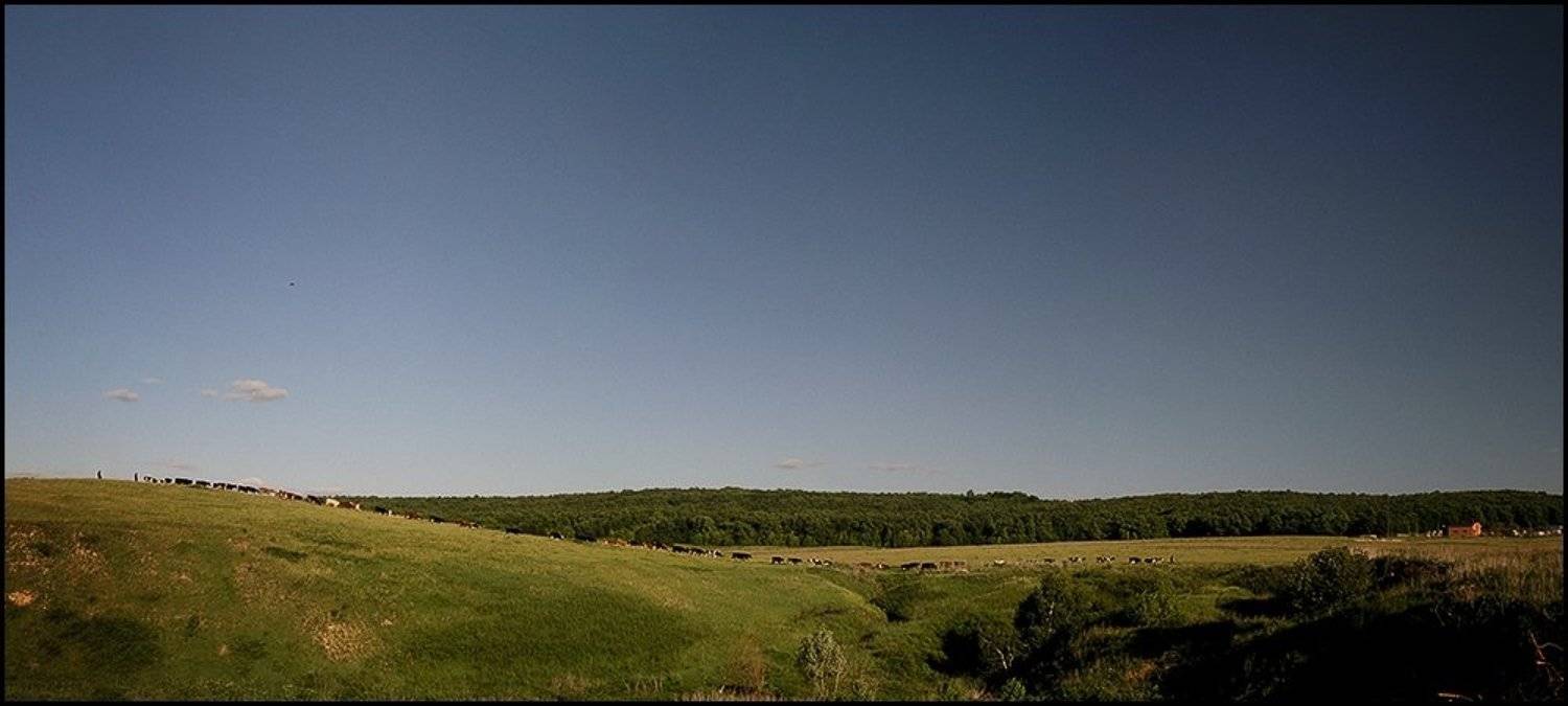 тридцать, три, коровы, tynez