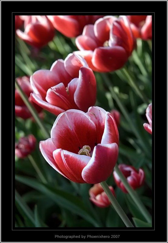 Один-из-многих...photo preview