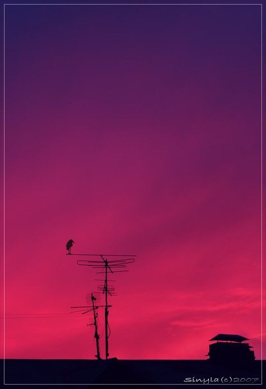 крыша дома Птица \