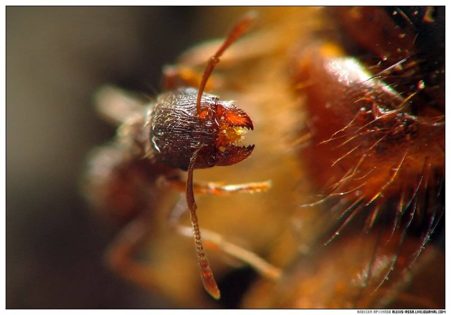 муравей, Alexis Assa