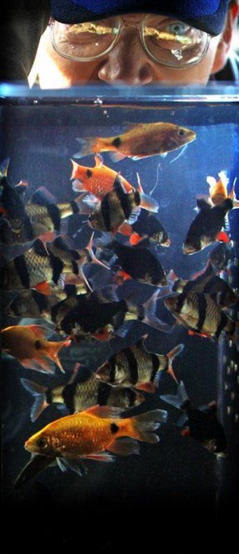 рыбки, аквариум, мужчина АКВАРИУМphoto preview