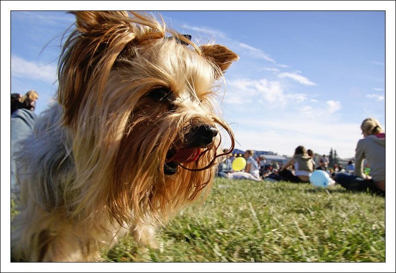 йоркширский терьер, собака, джаз Джаз-терьерphoto preview