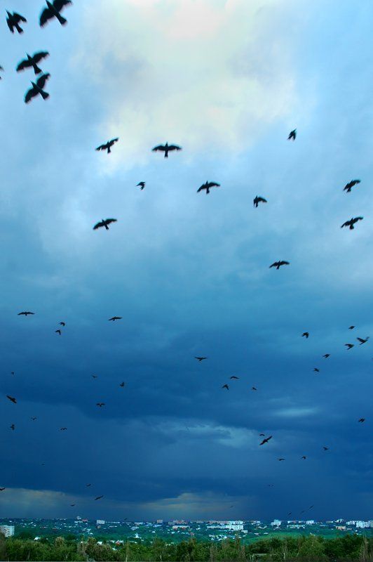 тучи, птицы, курск,затишье перед грозой, 7.06.07 Перед грозойphoto preview